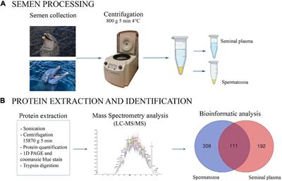 Protein Identification of Spermatozoa and Seminal Plasma in Bottlenose Dolphin (Tursiops truncatus)
